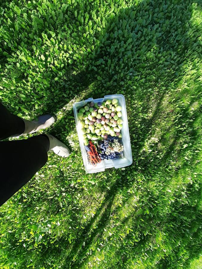 Quinta Da Peca Douro Vinhateiro Vila Real Ngoại thất bức ảnh